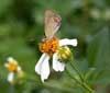 Amethyst Hairstreak