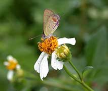Amethyst Hairstreak