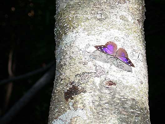 Florida Purplewing