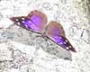 Florida Purplewing