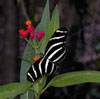 Zebra Longwing