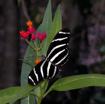 Zebra Longwing