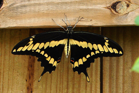 Giant Swallowtail