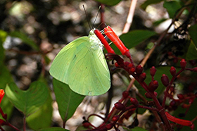 Statira Sulphur male
