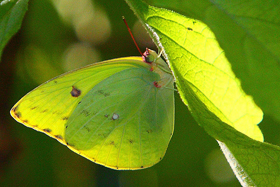 Pink-spot Sulphur female