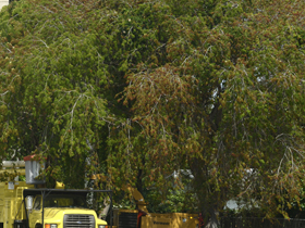 Giant L. sabicu in Miami Springs