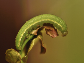 Pink-spot caterpillar
