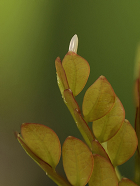 Pink-spot egg on L. sabicu