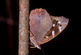 Florida Purplewing