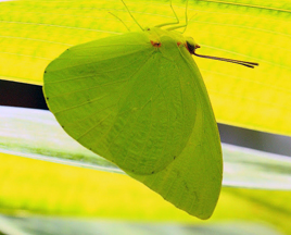 Pink-spot Sulphur male