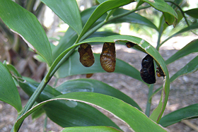 Atala pupae
