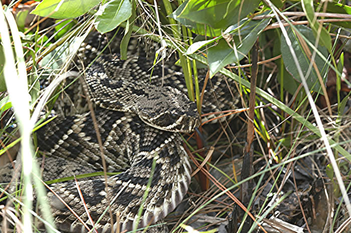 baby eastern diamondback rattlesnake pictures