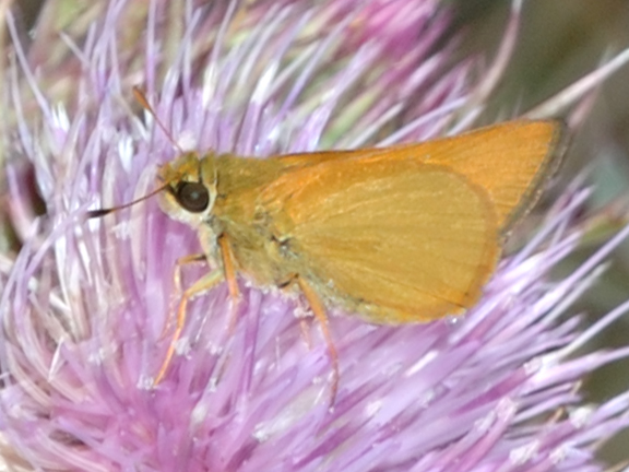 Delaware Skipper, Shark Valley, April 6 2013