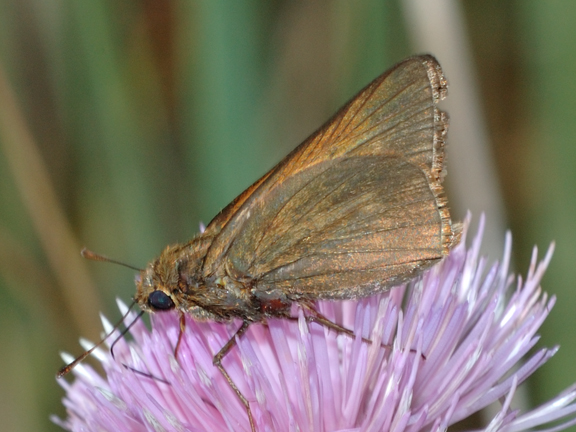 Palatka Skipper, Shark Valley, April 6 2013