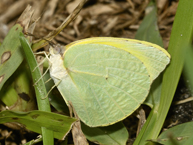 Lyside Sulphur may be seen at Fairchild Garden on occasion