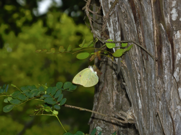 Pink-spot Sulphur on Lysiloma sabicu trunk