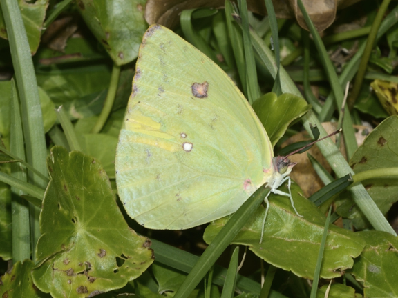 Pink-spot Sulphur