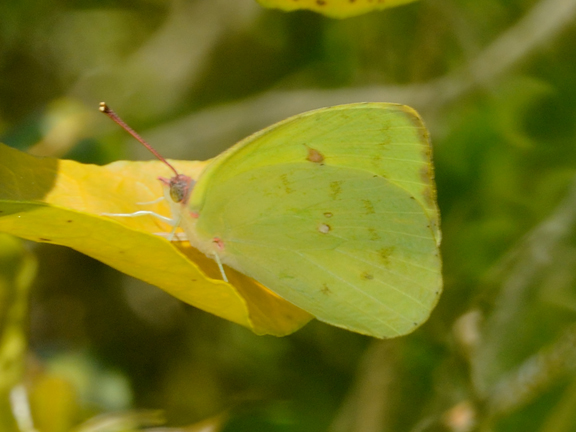 Pink-spot Sulphur