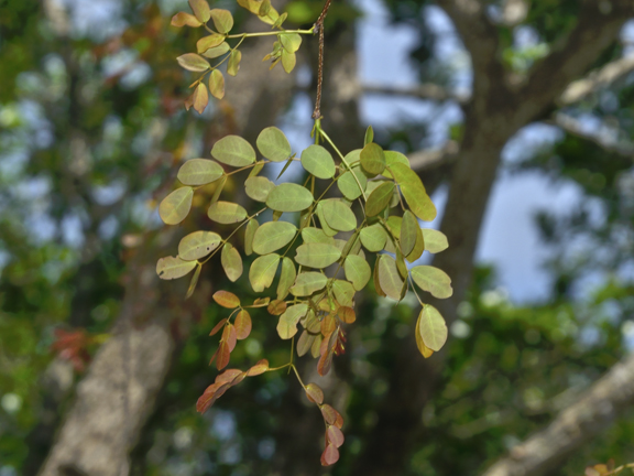 Lysiloma sabicu foliage