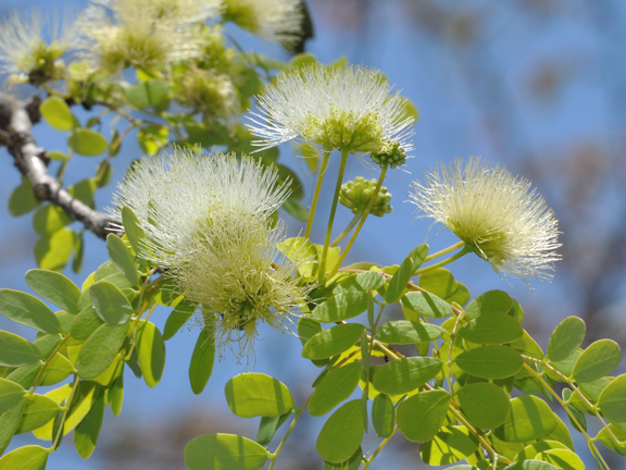 Lysiloma sabicu flowers