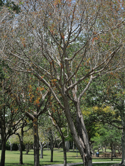 Lysiloma sabicu trees