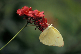 Statira Sulphur female 