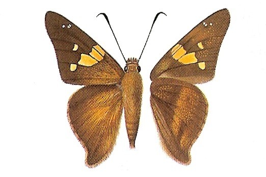 Zestos Skipper