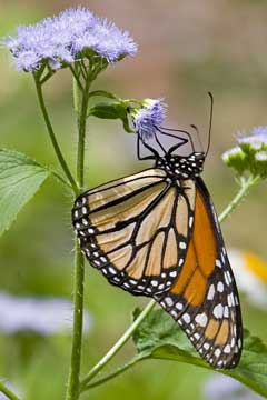 Monarch