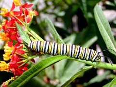 Caterpillar